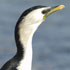 Thumbnail of a cormorant