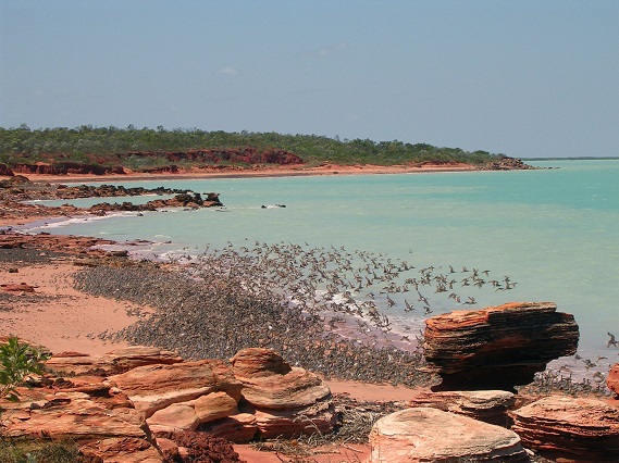 Shorebirds at Roebuck Bay © Ricki Coughlan