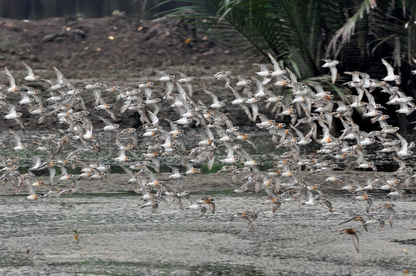 Shorebirds of Sungei Buloh Wetland Reserve © Mendis Tan 