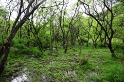 Woonkok Wetland in Gochang © Gochang County Office 